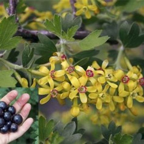 Ribes Odoratum - Rasadnik „Jelena”