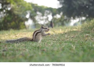 Indian Squirrel Stock Photo 785869816 | Shutterstock