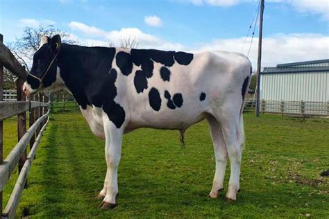 1 Pedigree Holstein Breeding, Dairy Bull | SellMyLivestock - The Online ...