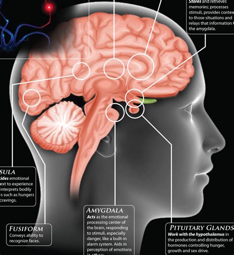 The Brain: A User's Guide to Emotions [Infographic]