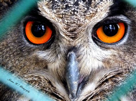 Owl eyes photo & image | animals, zoos, parks & falconries, birds ...