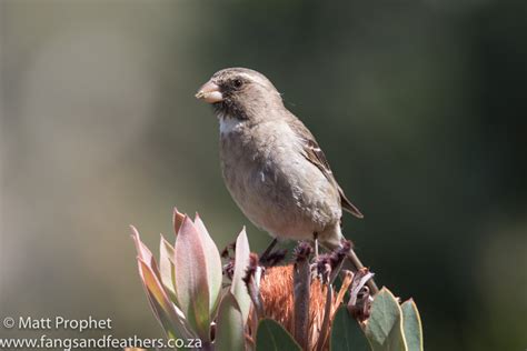 Pin on Fynbos animals and plants