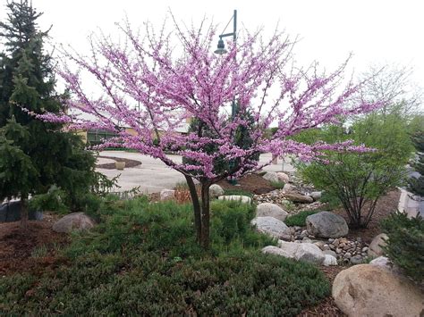 What Are Some of the Best Drought-Tolerant Trees for California? - Evergreen Arborist Consultants