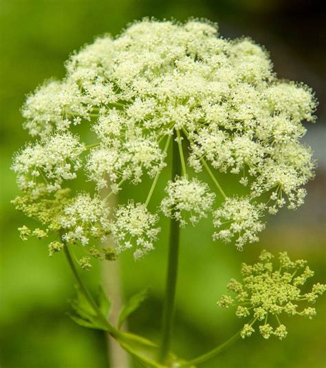 Water hemlock, *poison hemlock* 100 seeds, hardy zone 5-9, EZ to grow ...