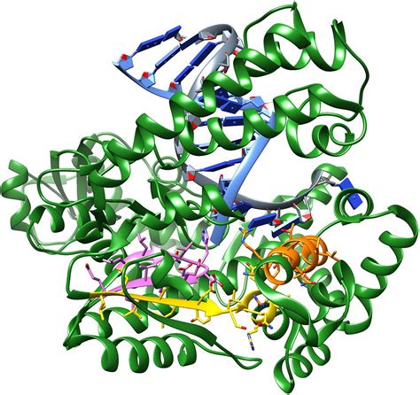 Dna Polymerase 1 Structure