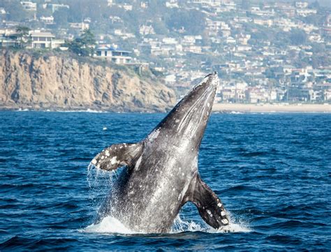 Best Whale Watching in San Diego - Where & When to Go