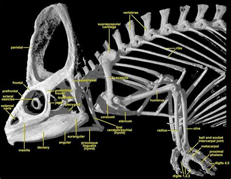 17+ best images about CHAMELEON ANATOMY on Pinterest | Panthers, Lizards and Search