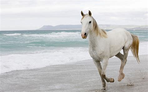 White and tan horse running beside ocean HD wallpaper | Wallpaper Flare