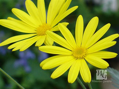 Yellow Daisy Wallpaper - WallpaperSafari