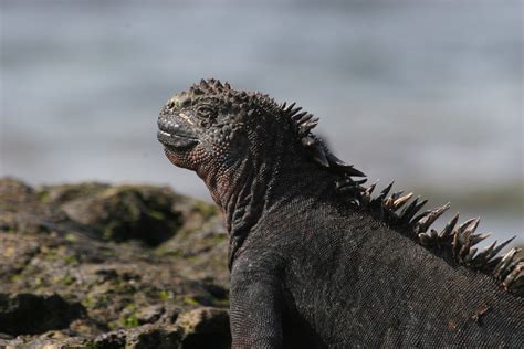 Marine iguana in Galapagos | Taken on a Habitat for Humanity… | Flickr