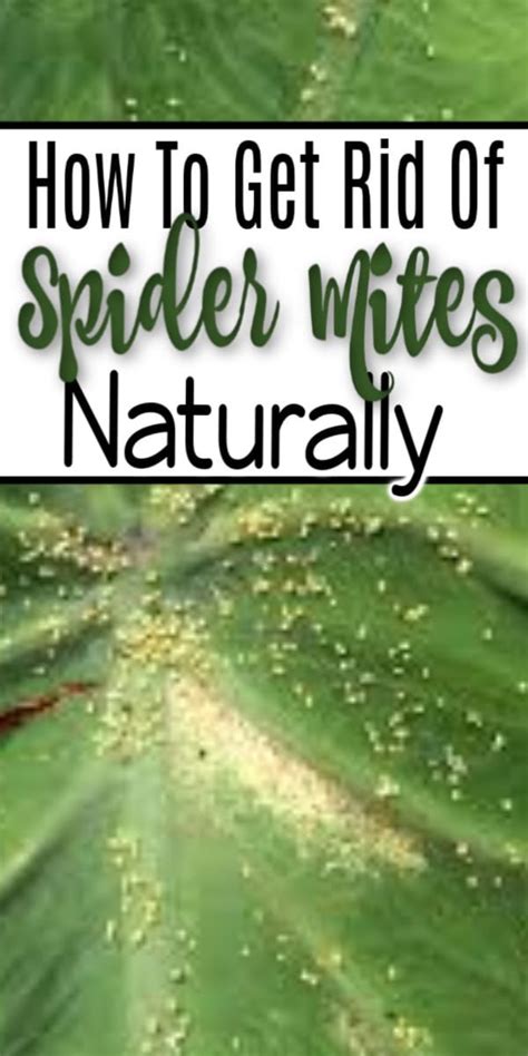 How to Deal with Spider Mites Naturally | Spider mites, Plants that repel spiders, Plant pests