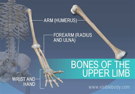 The humerus, radius, ulna, and bones of the wrist and hand | Anatomy bones, Human skeleton ...