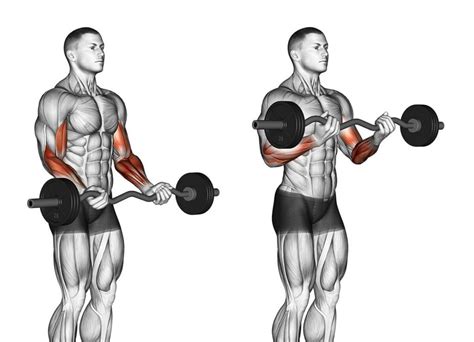 The 5 Best Outer Biceps Exercises, Benefits, Tutorial Routine