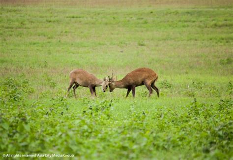 Venture into the wild at one of Thailand’s best wildlife sanctuaries | BK Magazine Online