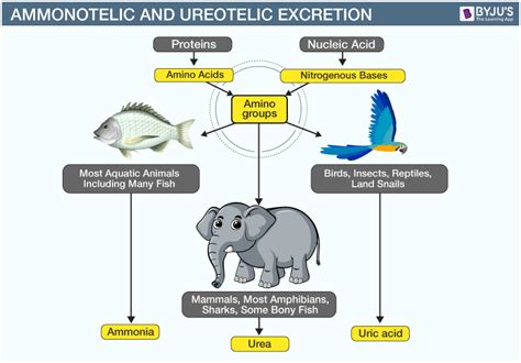 Excretion in Animals - Modes of Excretion and Excretory Wastes