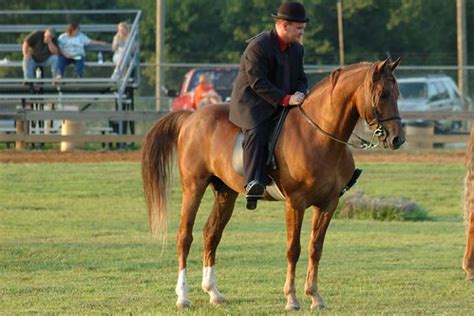 Milton Horse Show 0195 | Dan Morgan | Flickr
