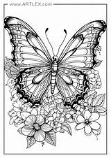 Very Detailed Butterfly Coloring Pages sketch template