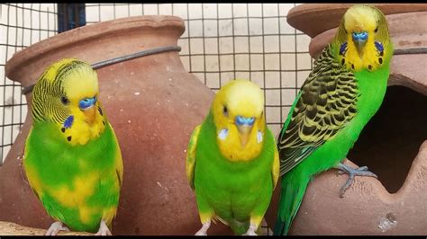 happy budgie sounds - YouTube