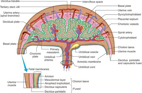 PLACENTA - New