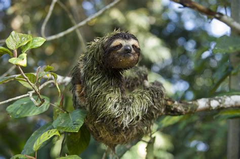 7 gifts that rainforests give to humanity - Sloth Conservation