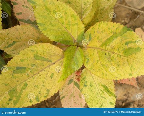 Bright Yellow and Green Color Leaves of Urticaceae Plant Stock Image - Image of herbal, decor ...