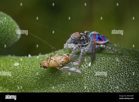 The coastal Peacock spider, Maratus speciosus eating a small fly Stock ...