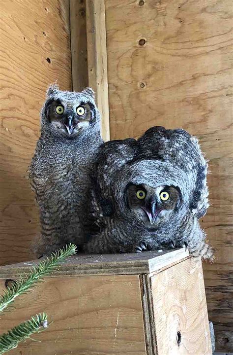 Helping Baby Great Horned Owls Who Fell From Nest – Toronto Wildlife Centre