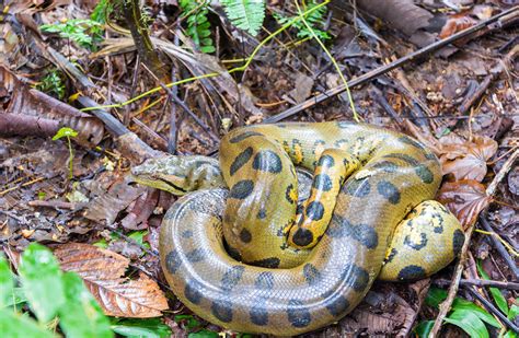 Largest Snake In The Amazon: Top 10 Anaconda Facts - Rainforest Cruises