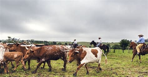 First day on the ranch: Cowboy or Alien? | Top50 Ranches