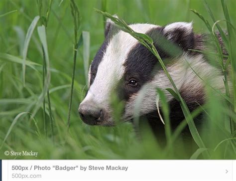 Badger | British wildlife, Animals, Badger