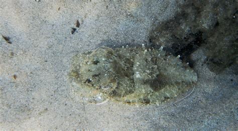 Sepia officinalis - Common cuttlefish | Snorkeling Report