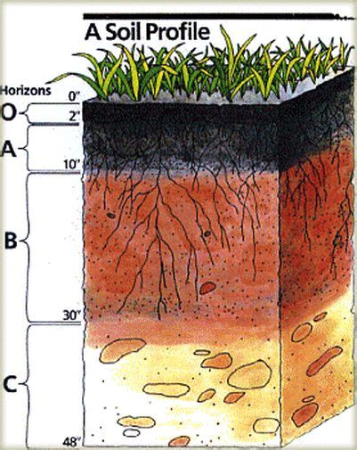 soil layer of the rainforest - Google Search | Top soil, Soil layers ...