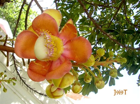 สาละลังกา (Cannonball tree) SAL Flower, Sala Tree - Thaila… | Flickr