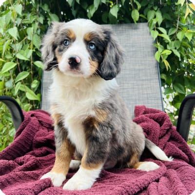 Miniature Bernese Mountain Dog Puppies for Sale | Buckeye Puppies