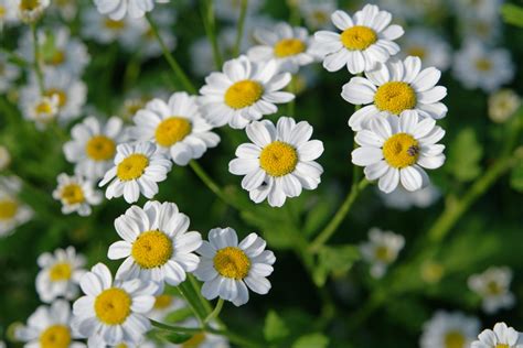 Tanacetum parthenium