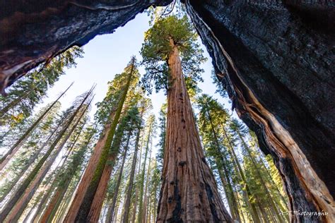 Sequoia National Park Visitor Guide: Everything you need to know