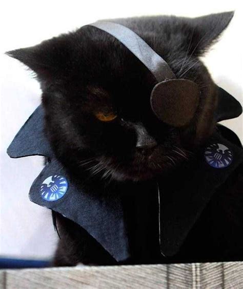 Adorable Cats in Funny Costumes | KLYKER.COM