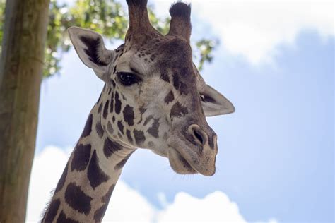 Central Florida Zoo & Botanical Gardens Giraffe Attraction | Central Florida Zoo Animals