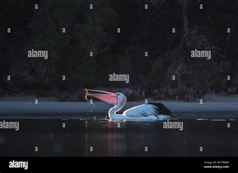 Pelican scenes. Australian pelicans in their natural habitat Stock Photo - Alamy