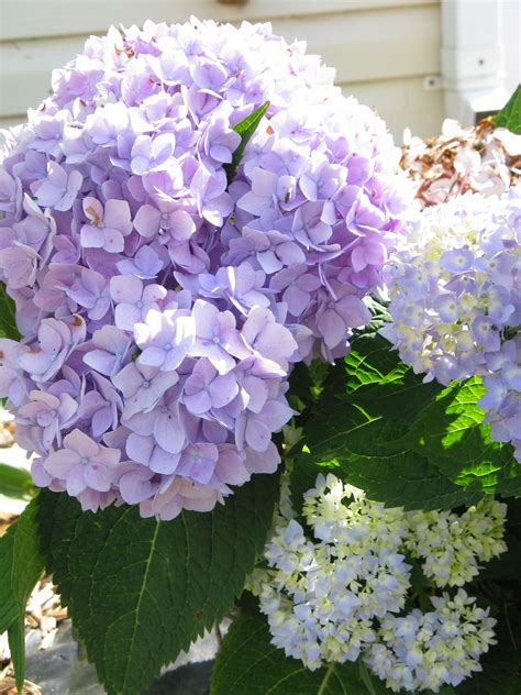 Lavender hydrangea...pretty now and also after they are dried | Peonies and hydrangeas, Pretty ...