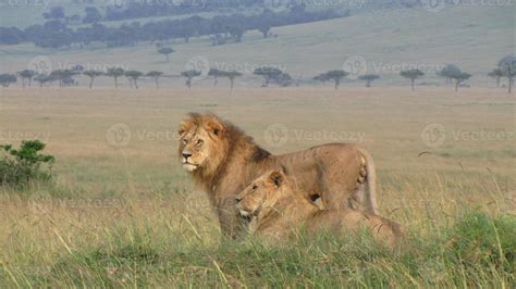 Pride Of Lions 838744 Stock Photo at Vecteezy