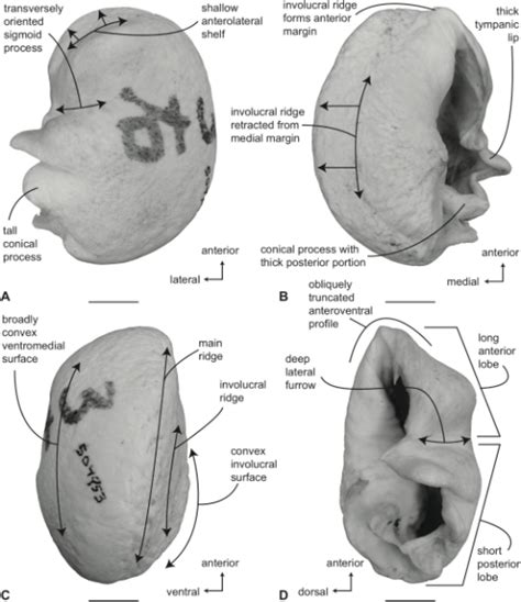 Right tympanic bulla of Balaenoptera bonaerensis (USNM | Open-i