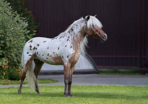 20 Gorgeous Images Of Appaloosa Horses To Make Your Day