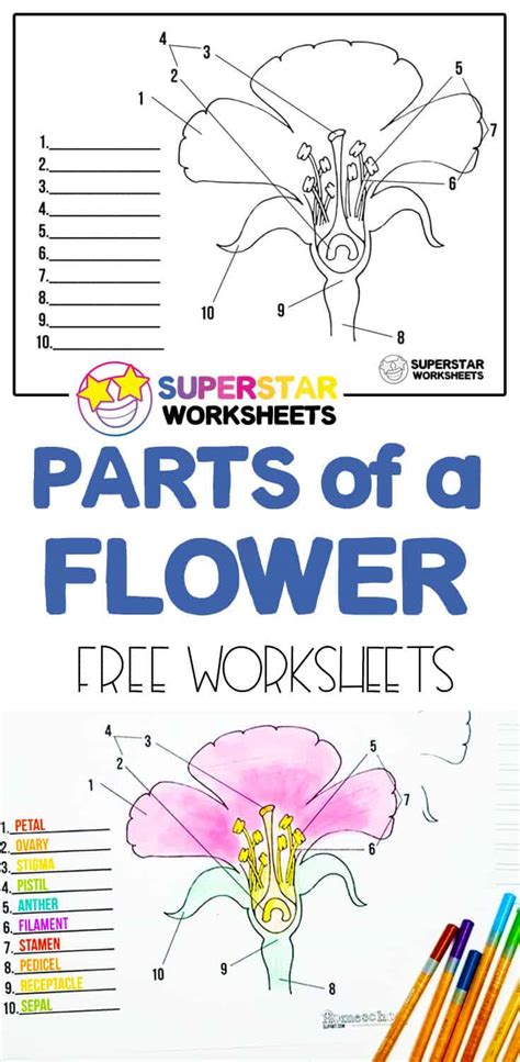 Flower Anatomy Worksheet