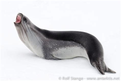 The Ross seal - Antarktis | Antarctica