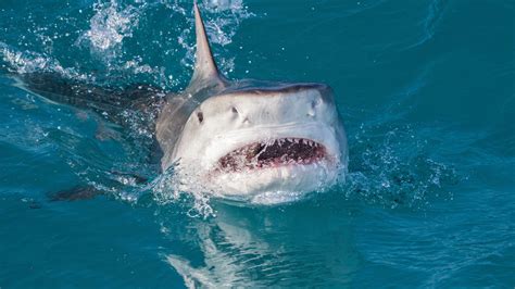 Un equipo de Netflix, atacado por tiburones en Hawái en pleno rodaje