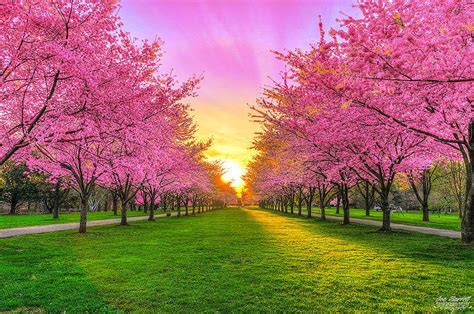 Cherry Blossoms In Perspective | Beautiful nature, Nature, Photo