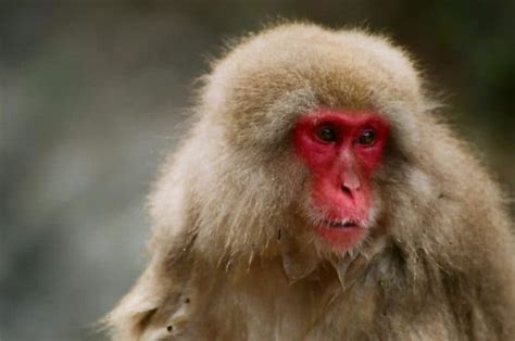 Japanese Macaque Pictures - AZ Animals