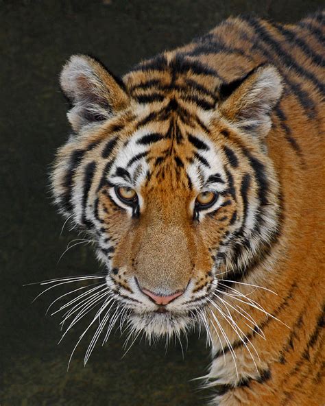 Tiger Hunting Photograph by Ernie Echols | Fine Art America