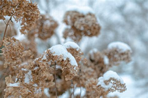 How to protect hydrangea in winter?